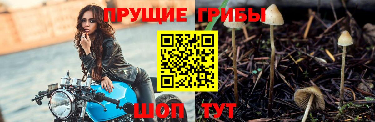 Ялта  Псилоцибиновые грибы Psilocybe  Псилоцибиновые грибы прущие грибы  Вход с VPN 
